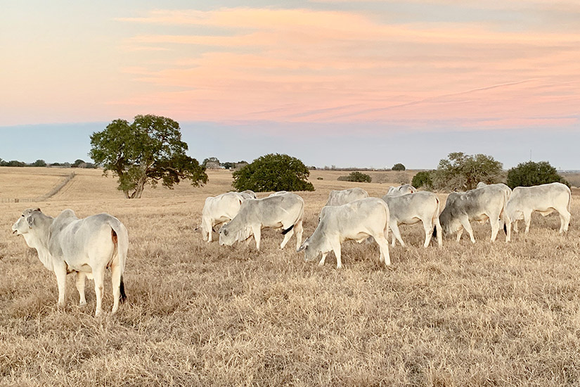 TEXAS M3 RANCH