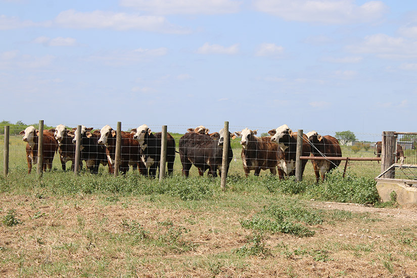 TEXAS M3 RANCH