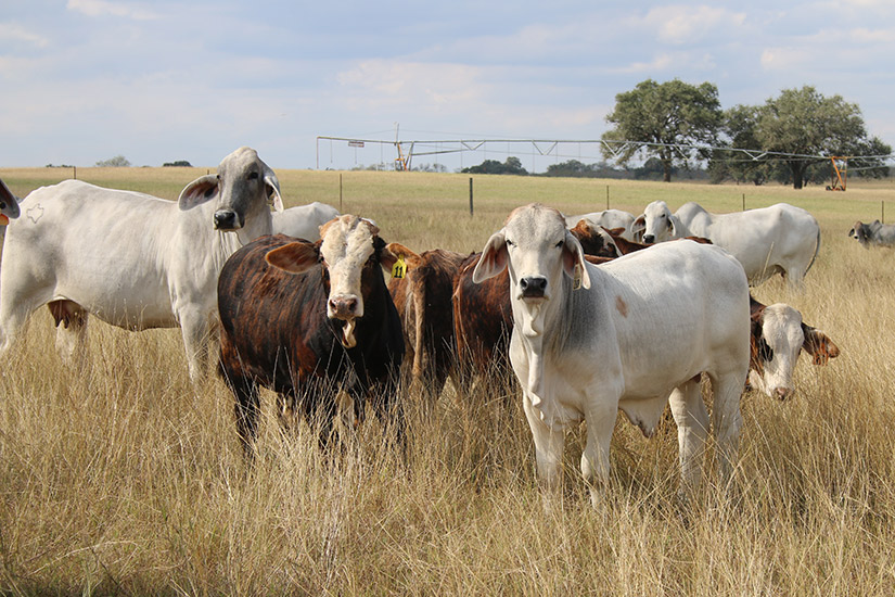 TEXAS M3 RANCH