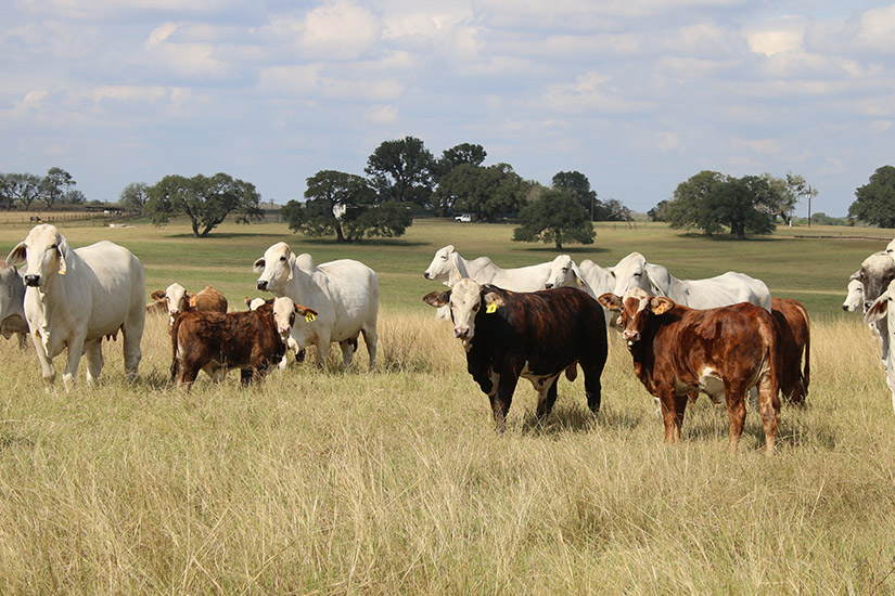 TEXAS M3 RANCH