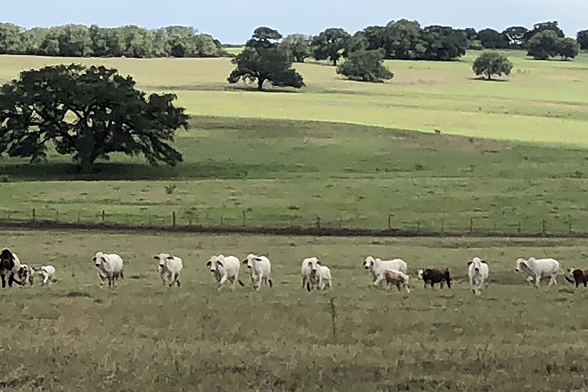 TEXAS M3 RANCH