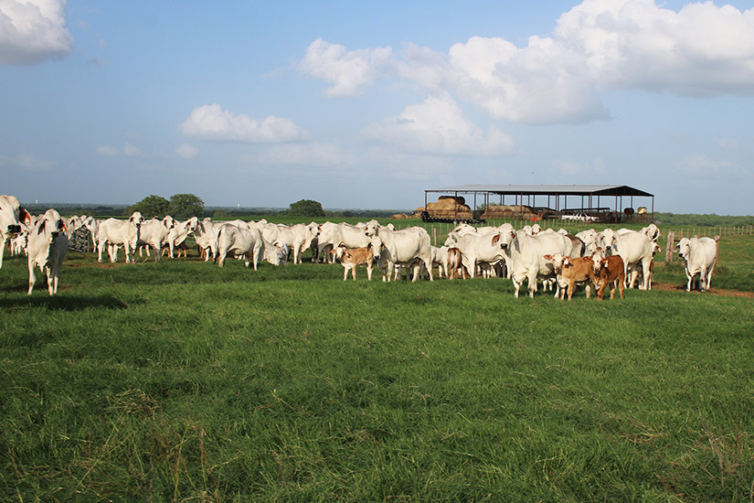 TEXAS M3 RANCH