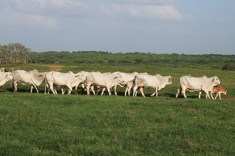 TEXAS M3 RANCH