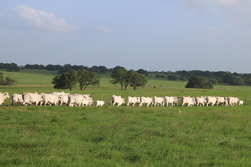 TEXAS M3 RANCH