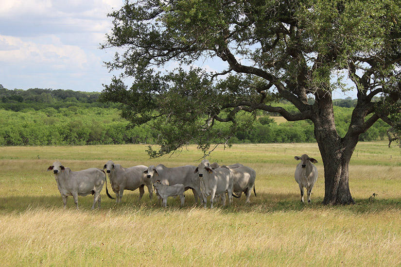 TEXAS M3 RANCH